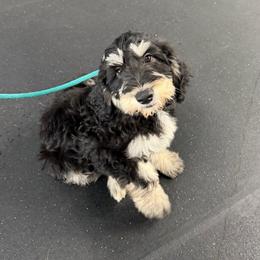 Lilo (Pink)- Started Puppy Ready 9-3 - female Golden Mountain Doodle puppy in Boiling Springs, South Carolina from OlliePups, LLC