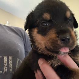 Gray boy - Black and mahogany male Rottweiler puppy in Colorado Springs, Colorado from Von Locher Rotties