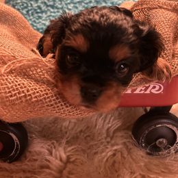 Lizzy - Black and tan Cavalier King Charles Spaniel puppy in Atoka, Oklahoma from Rohus Puppies