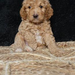 Levi - Buff and white male Cockapoo puppy in Missouri from KDK Missouri Miniature Poodles