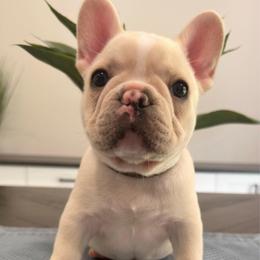 Cream (Brown Collar) - Cream male French Bulldog puppy in Smithfield, North Carolina from Roughneck Frenchies
