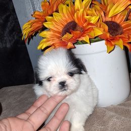 Boy 1 - Black and white male Shih Tzu puppy in Birmingham, Alabama from K&D kennels