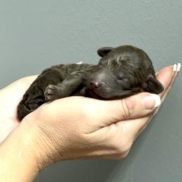 Promise - Chocolate female Goldendoodle puppy in Holly Springs, Georgia from Libby Lou’s Goldendoodles