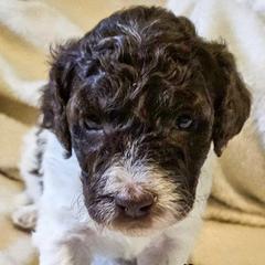 Double Doodles and Poodles from Abba Dabba Doodles