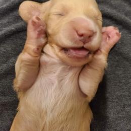 Dachshund Puppies from Forest Farmstead Dachshunds