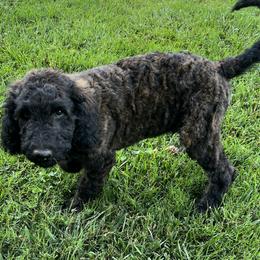 Tan collar - Sable male Goldendoodle puppy in Fairfield, California from Twin Sisters Doodles