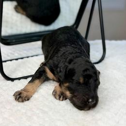 Mater - male Australian Mountain Doodle puppy in Decatur, Illinois from Signature Doodles