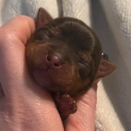 Little Godiva AKC - Chocolate, tan and white female Yorkshire Terrier puppy in Hope, Indiana from DJ Yorkies