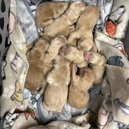 Boy 4 - Golden male Golden Retriever puppy in Joliet, Illinois from Breezewood Kennel