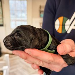 Apline (Dark Green) - Black male Giant Schnauzer puppy in Harrisville, Utah from Diamond in the Ruff
