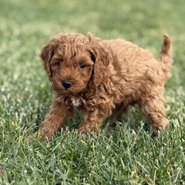 Cockapoo Puppies from Brook Valley Cockapoos