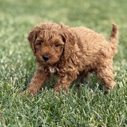 Cockapoo Puppies from Brook Valley Cockapoos