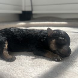 Maltipoo Puppies from Chelby Albrecht