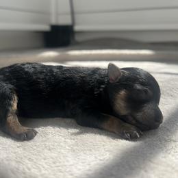 Maltipoo Puppies from Chelby Albrecht