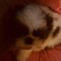 Queenie - Red and white female Shih Tzu puppy in Troy, Virginia from Shihtzu by Tiamaria