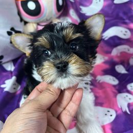 Blossom - Black tan and white female Biewer Terrier puppy in Stockbridge, Georgia from Jenn’s Georgia Morkies and Biewer Terriers