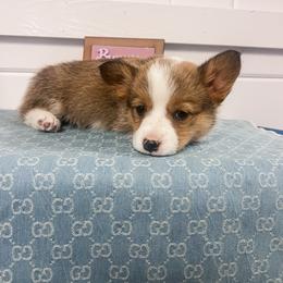 Nettie - Sable female Pembroke Welsh Corgi puppy in Oak City, Utah from Shells’ Corgis