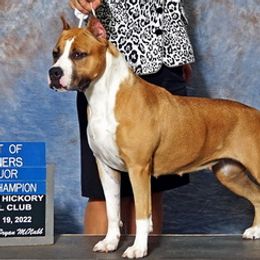 Sophie - American Staffordshire Terrier