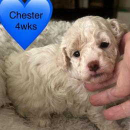 Chester - Parti male Poodle puppy in Mineral Wells, Texas from S.H.A.R.P.’s Toy Poodles