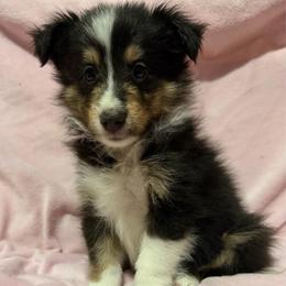 Female 1 - Black white and tan female Shetland Sheepdog puppy in Hobbs, New Mexico from Kailyn Shelties