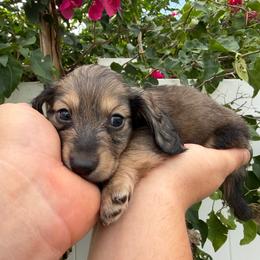 Conner - AKC - Cream male Dachshund puppy in Englewood, Florida from Dach of Doxies