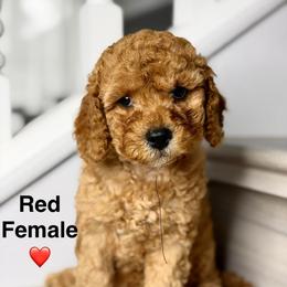 Red - Red female Australian Labradoodle puppy in Antelope, California from Adorable Labradoodle