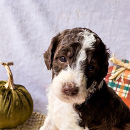 "Heath" - Goldendoodle puppy in Georgia from Garden City Doodles, LLC