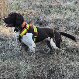 English Springer Spaniels from Harenberg Working Dogs