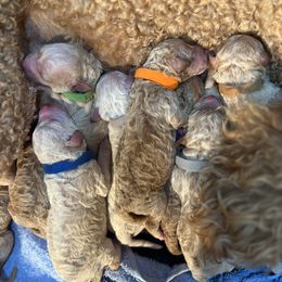 Goldendoodle Puppies from Dream Doodles