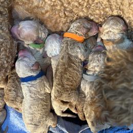 Goldendoodle Puppies from Dream Doodles