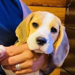 Sassy - Beagle