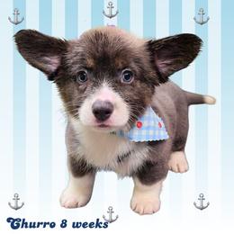 Churro - Gray and white female American Corgi puppy in Mansfield, Ohio from Moonrise corgis