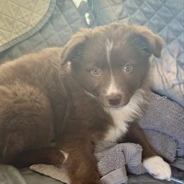 Jack Daniels - Red & white male Miniature Australian Shepherd puppy in California from Eagle River Aussies