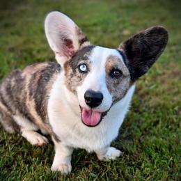 Indy - Cardigan Welsh Corgi