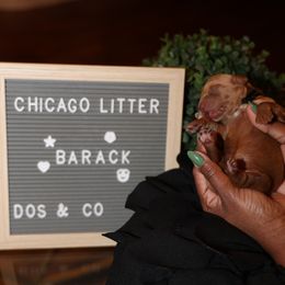 Barack or black collar male - Goldendoodle puppy from Dos&CoKennels