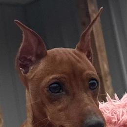Hayduke - Red male Miniature Pinscher puppy in Nashville, Tennessee from Aztex Min Pins