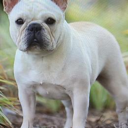 French Bulldogs from Sapphire Skies French Bulldogs