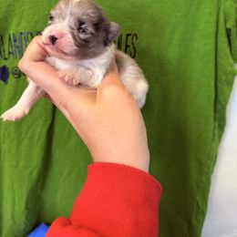 Heavy marked Merle - Blue merle male Pomeranian puppy in Tyler, Texas from Aukland’s Poms