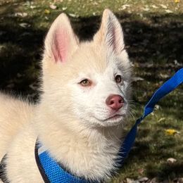 Willie Nelson - Red and white male Pomsky puppy in Venus, Pennsylvania from Hemlock Pines Pomsky
