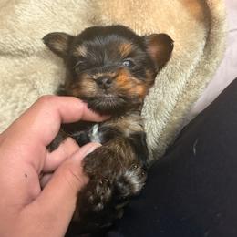 Hazel - Black and tan female Yorkshire Terrier puppy in Aurora, Colorado from Lovely Yorkies Colorado