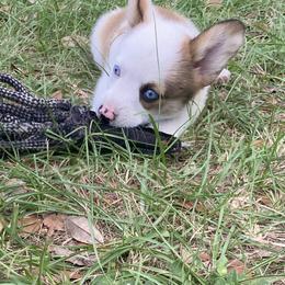 American Corgi and Pembroke Welsh Corgi Puppies from Swell Corgis
