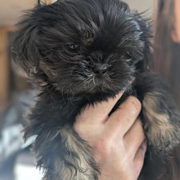 Dobie Boy 2 - Black and tan male Shih Tzu puppy in Surry, Maine from McKayla Hairston