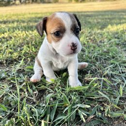 Loretta - White and tan female Russell Terrier puppy in Valley Mills, Texas from Bar Rafter C Shorty Jacks