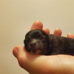 Pomeranian Puppies from Fancy Paws Pomeranian