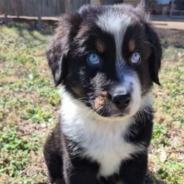 Oreo - Black tri-color male Australian Shepherd puppy in Harrah, Oklahoma from Kamm's Aussies