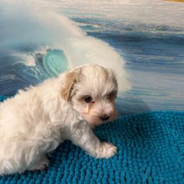 Houston - Parti male Maltipoo puppy in Lawrenceburg, Tennessee from LUV Poodles and Maltipoos