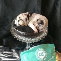 Australian Shepherd Puppies from Platinum Edition