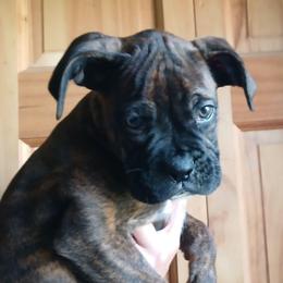 Buck - Brindle male Boxer puppy in Cannon Falls, Minnesota from Pattys Boxers and Bulldogs