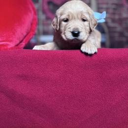 Scotty - Golden male Golden Retriever puppy in Piedmont, South Carolina from The Farm at Saluda Ridge