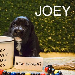 Bernedoodle and Bernese Mountain Dog Puppies from Brentwood Berners